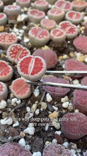 Fun fact: Lithops don’t just grow sideways! #lithops #succulent #livingstone #cactus #conophytum
