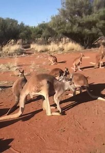 Magnificent Andrew is now alpha male. Look how Andrew towers in size above everyone else. ❤️ Andrew is Roger’s second son. 😊 | The Kangaroo Sanctuary Alice Springs