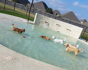 3.4K views · 53 reactions | Rover Oaks Pet Resort in Katy is excited...