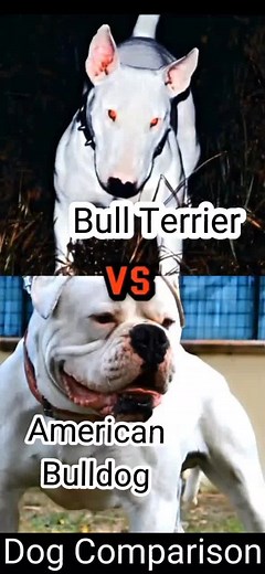 Bull Terrier VS American Bulldog Comparison