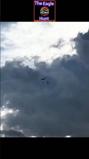 the best falcon dive hunting pigeon 380 km\h High speed