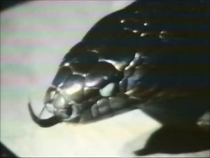 Blackadder 2 Parte The Seconde (1989 UK VHS)