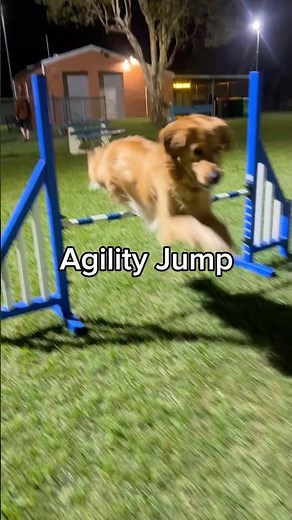Golden Retriever Tries Agility Jump Challenge | Dog Agility Sport Training