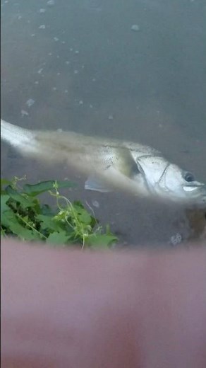 【ビッグベイト】【シーバス】Japanese seabass bite! 【ARMA JOINT】【アーマジョイント190sf】 #shorts#おすすめ #fishing #釣り#シーバス