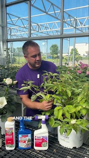 How to Identify Japanese Beetle Damage on Your Plants