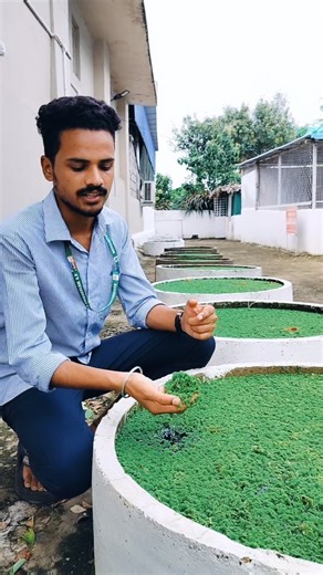 scientific advisory on Instagram: "Azolla biofertilizer #agriculture #farmer #student #share #follow #support #instagram #instagood #followforfollowback #viral . . . . ...."