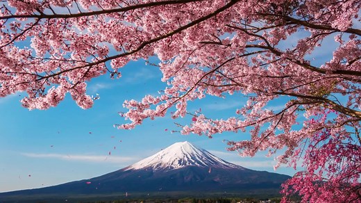 Japans Majestic Peaks And Cherry Blossoms 1920x1080 Live Wallpaper