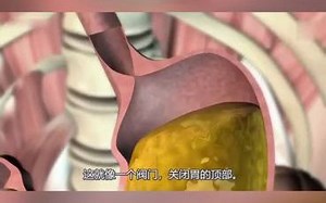 动画演示：胃的消化过程