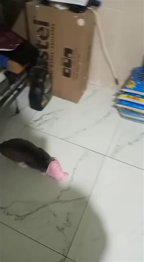 Edgar Rangel (@edgar85rangel)’s videos with Smooth Criminal - Alien Ant Farm