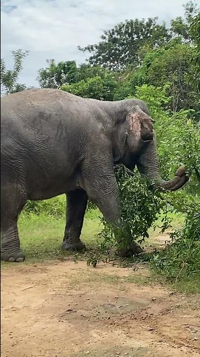 Why Asian Elephants Are So Important to Our Ecosystem | he Secret Life of Asian Elephants in Asia