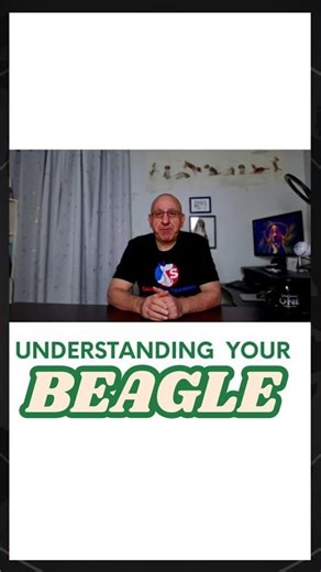 Beagles Aren't Stubborn — They're Scent-Driven