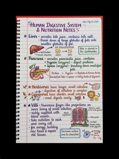 class 10 Human digestive system