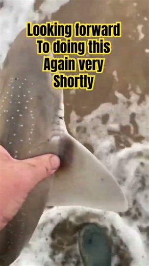 #beachfishing #fishinguk #fishing #fish #shark #beautiful