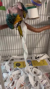 "Jewel" - 💎 From rags to riches ..... Not too long ago. This beautiful girl was abandoned outside in the cold weather half naked with no protection from the elements. Even though scared, I think she was so happy to be rescued. She immediately took to me and has been such a good girl ever since she arrived. We have made sure she gets everything she was missing before. She is totally taking advantage of that, lol. Of course, she is finding her personality now and like most females has her moments