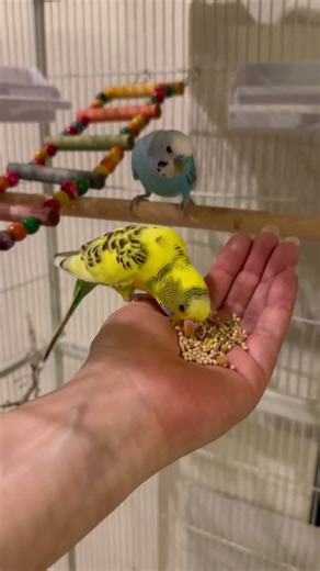 Start training one Parakeet and the other will follow……..