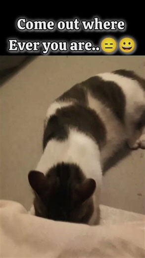 hide go seek #cat #kitten #pets #animals #catshorts #games #shorts