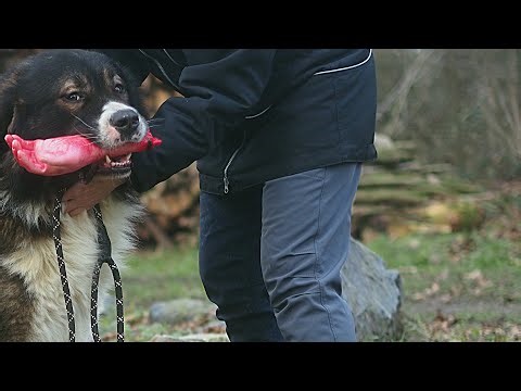 Lištička K9 (CCOC)® Consulting. Feeding working caucasian ovcharkas