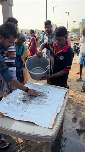 kadalrasa-கடல்ராசா on Instagram: "“Lowest price cuttlefish auction 😱🔥 Muthukuda Fish Auction 🎣” #seastlye #fishing #kadalrasa #reelsviral #shorts"