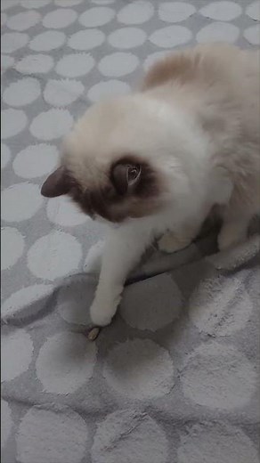 【遊んでいる物は？】#ラグドール #cat #猫好きさんと繋がりたい