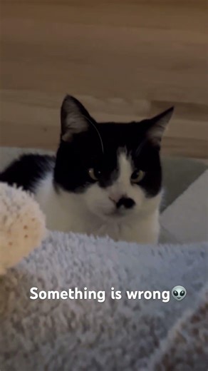 Seeing ghosts #cat #alien #ghosts