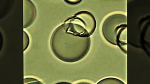 Shapeshifting liquid crystal can form emulsions, then change back | Cornell Chronicle