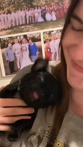 134K views · 3.5K reactions | How dramatic is your Pug? ♥️✨ @conderdoggers | Pugs | Facebook