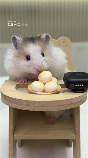 Too Busy Snacking to Notice the Audience 🐹🎧 | DJI Mic Mini