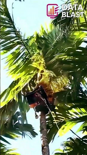 Robot That Climbs Trees in Seconds — Future Tech