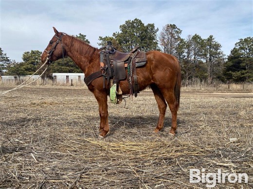 AQHA 3 YR OLD SORREL GELDING | Livestock