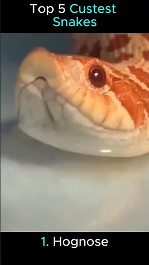 Top 5 Cutest Snakes! 🐍#snake #cute #cuteanimals