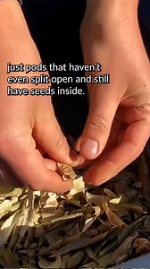Winnowing is a step in dry seed processing that separates seeds from the chaff of the plant. At home, using a box fan is a great way to winnow bean seeds. Watch this video to learn how! #WinnowingBeanSeeds #BoxFanWinnowing #SavingBeanSeeds #SeedSavingTutorial | Seed Savers Exchange
