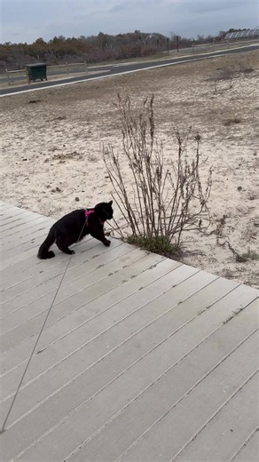 It’s almost exactly a year since Sparrow first tried going to the beach. This time is going much better. 😸 📍Assateague Island National Seashore #leashcat #travelcat #adventurecat
