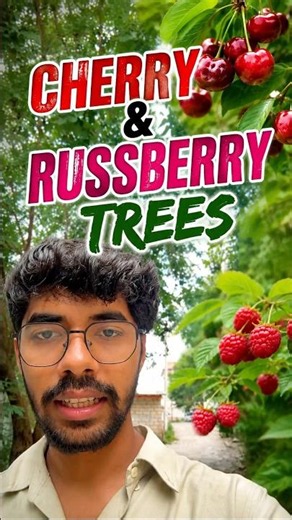 Cherry🍒 and Raspberry trees in Russia😋🇷🇺