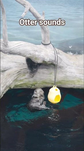 Otter sounds in the wild