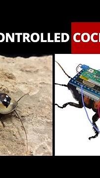 Robo Roach: Scientists Make Remote-Controlled Cockroaches For Rescue Missions