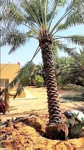 proses menggali/ menyabut pohon sawit hingga ke akar nya#shorts