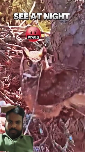 owl vs Falcon #trending #animals#wildlife#birds #falcon #owl #fight #shorts #short#youtubeshorts