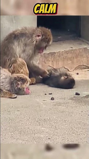 Boss Akira Grooms Punch-kun & Defends Him! 🐒👑 #punch #punchi #shorts #fyp #viral #animals