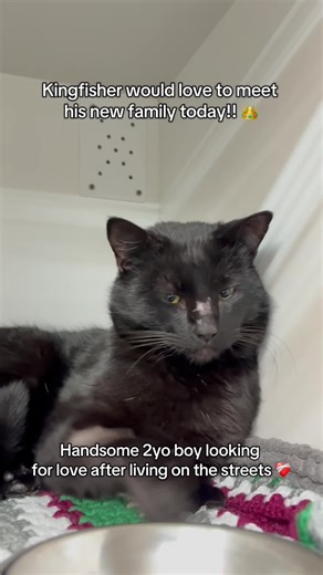 5.3K views · 177 reactions | Meet Kingfisher  This handsome 2yo boy is ready to find love!!! Is that with you? ❤️ He’s ready to steal your heart, and a spot on your bed! Come meet him today  Adoptions Open: ⏰10am-5:45pm Monday-Friday ⏰10am-4pm Weekends & Public Holidays 23 Lemnos Street, Shenton Park | Cat Haven WA | Facebook