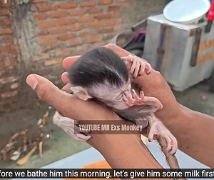 HERE ARE THE SIGNS OF A BABY MONKEY HAVING DIARRHEA ➡️ Click Here : https://animalhomepet.com/archives/3492 | Elizabeth Bowen