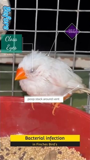 🦠 Bacterial Infections in Finches & How to Save Them! 🐦#FinchHealth #BirdCare #VetAdvice #AvianCare