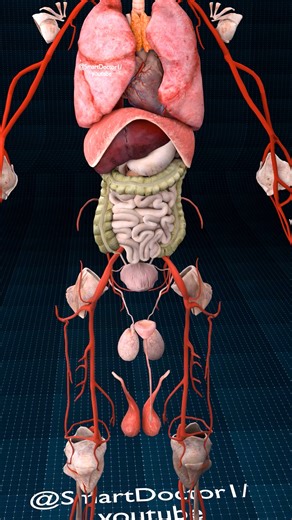 Smart Doctor Plus on Instagram: "Beyond the Visible Anatomy Journey ♻️✨ . . General Overview of Internal Organs Definition: Internal organs are structures within the body that perform specific functions necessary for life. Number: Approximately 78-80 in the human body. Location: Primarily located within the body cavities (cranial, thoracic, abdominal, and pelvic). Function: Each organ has a specialized role, contributing to the overall homeostasis and survival of the organism. Organ Systems and 