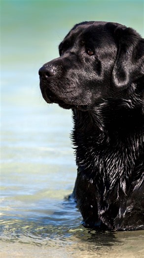 Folly Dogs on Instagram: "It’s officially “walk with your hands in your pockets” weather 👀🥶 And if that sounds impossible with your dog right now, this is your sign to change how you’re walking. Most pulling, lunging, and chaotic walks aren’t because your dog is stubborn. They’re happening because the walk lacks structure and clear expectations. Here’s what actually creates those calm, effortless looking walks 👇 1️⃣ The walk starts before you ever leave the house. If your dog is exploding out