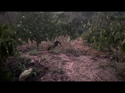 Trapping wild chickens and the battles are so cool to watch 10/07/2025