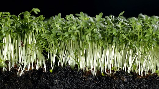 How to Use Garden Cress in Cooking | Britannica