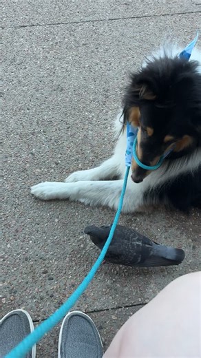 The_elemental_K9 on TikTok