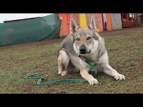 The Czechoslovakian Wolfdog.