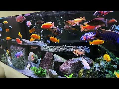 Malawi Cichlids (Buntbarsche), 450 liter tank