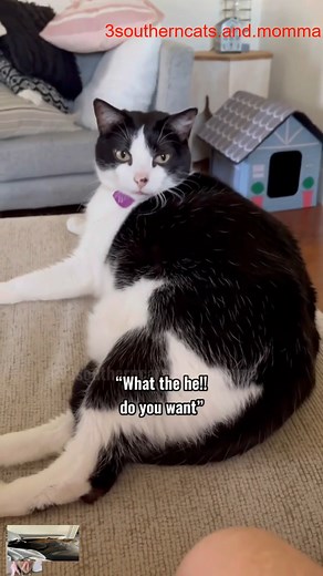 Weee bit Dramatic #3southerncats_R_R #3southern #tiktok #cats #love #viralreels | 3 Southern Cats And Momma - Kristi W Cattes