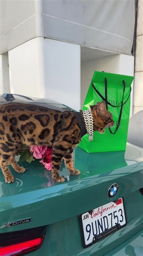 Meet Baki: A Stunning Bengal Cat!